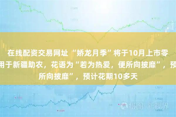 在线配资交易网址 “娇龙月季”将于10月上市零售，所有收入用于新疆助农，花语为“若为热爱，便所向披靡”，预计花期10多天