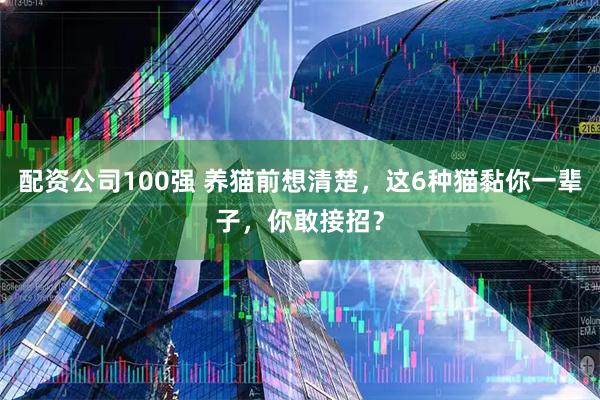 配资公司100强 养猫前想清楚，这6种猫黏你一辈子，你敢接招？
